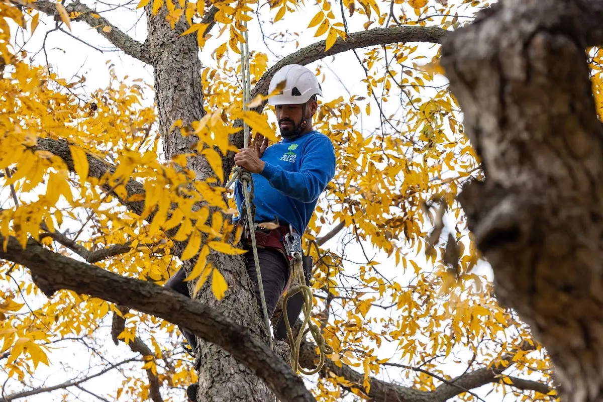 Skilled Tree Pruning crew working in Hope